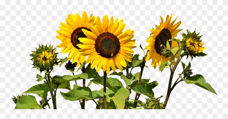 Detail Free Clipart Sunflower Nomer 41