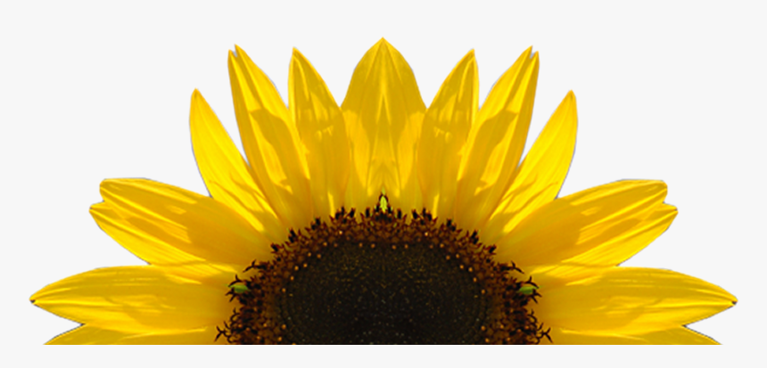 Detail Free Clipart Sunflower Nomer 48