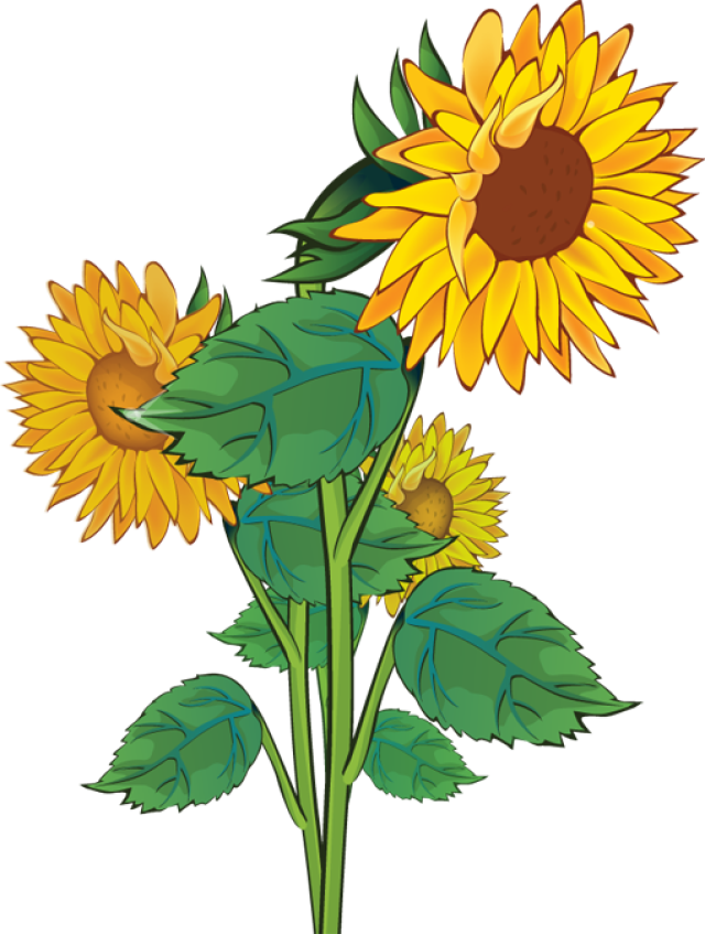 Detail Free Clipart Sunflower Nomer 6
