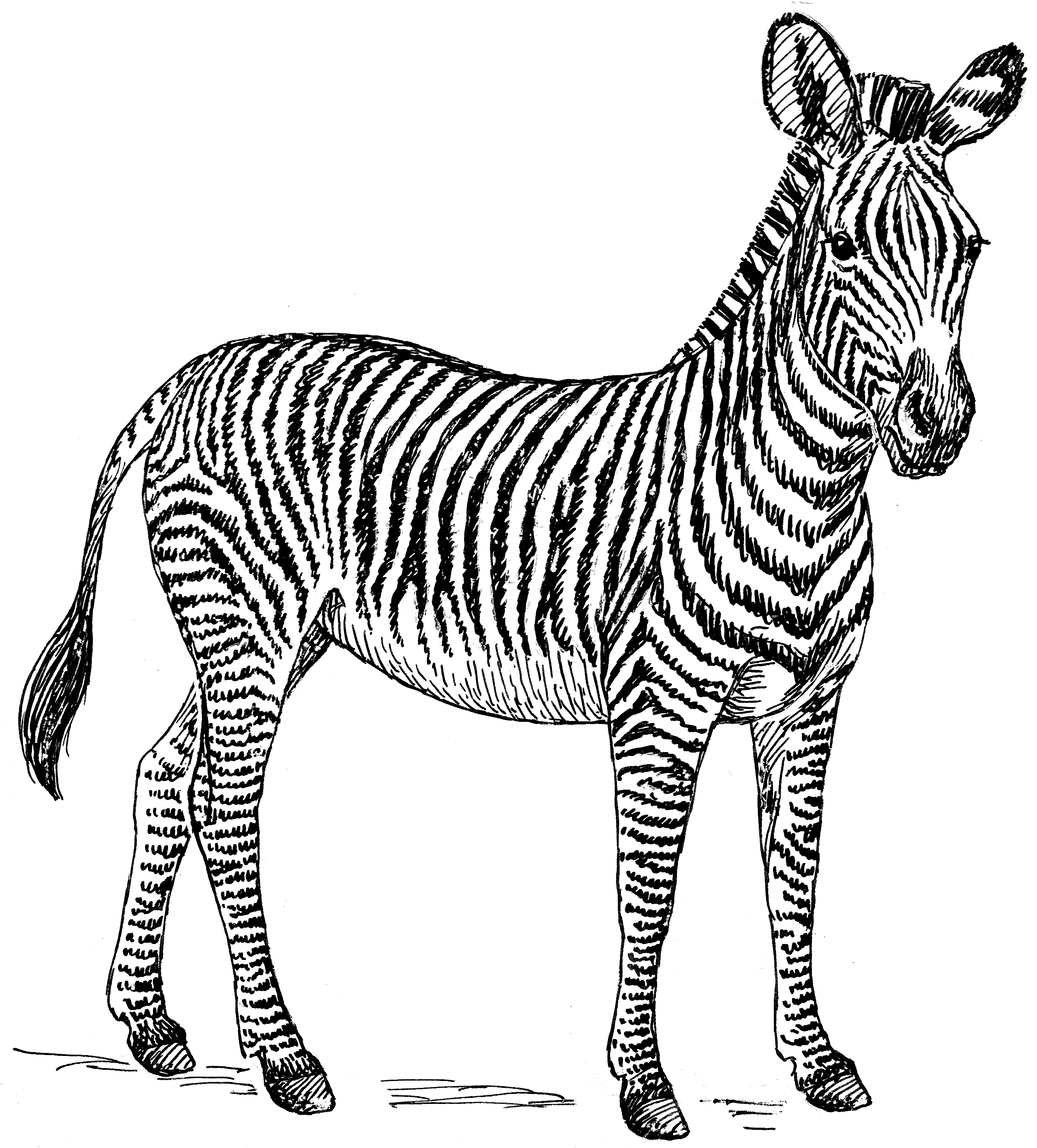 Detail Free Clipart Zebra Nomer 31