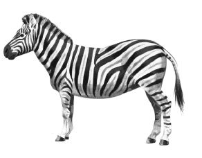 Detail Free Clipart Zebra Nomer 34
