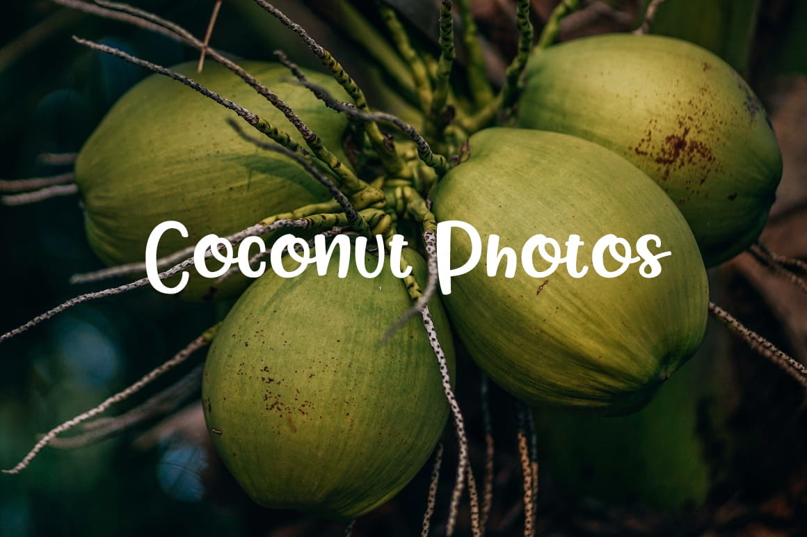 Detail Free Coconut Images Nomer 13