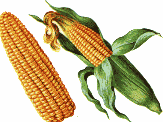 Detail Free Corn Clipart Nomer 48