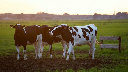 Detail Free Cow Photos Nomer 33