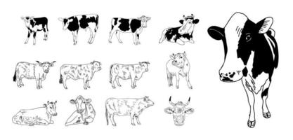 Detail Free Cow Photos Nomer 34