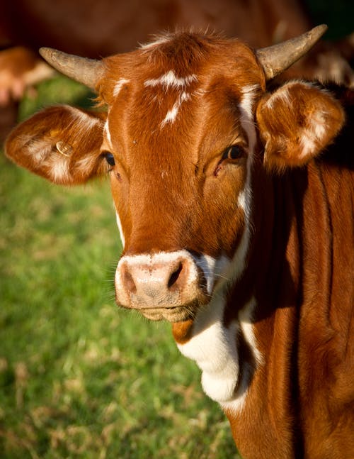 Detail Free Cow Photos Nomer 37