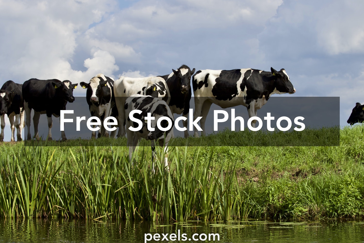 Detail Free Cow Photos Nomer 40