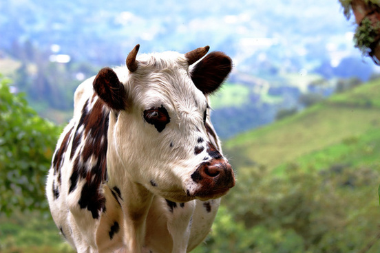 Detail Free Cow Photos Nomer 52