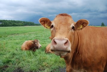 Detail Free Cow Photos Nomer 10