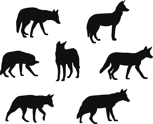 Detail Free Coyote Clipart Nomer 8