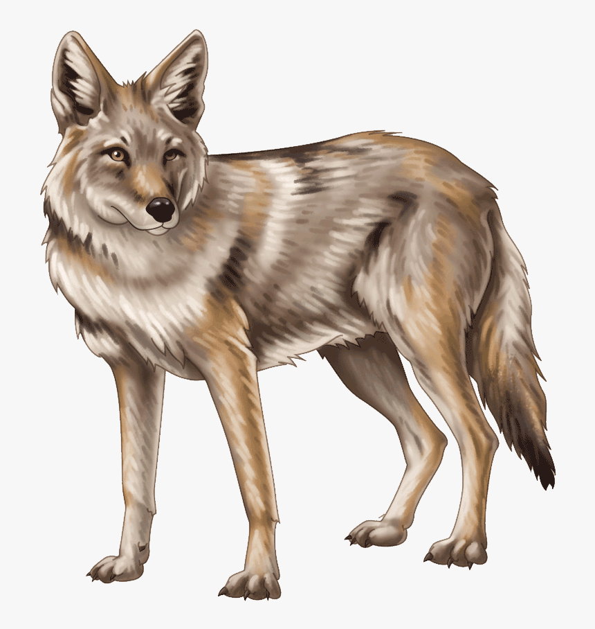 Detail Free Coyote Clipart Nomer 3