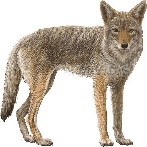 Detail Free Coyote Clipart Nomer 4