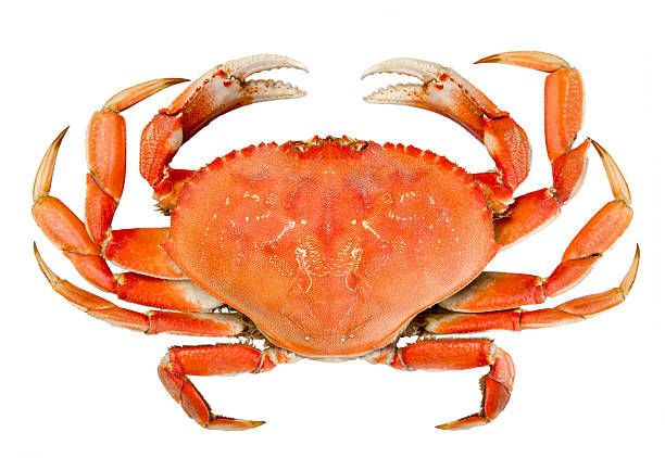 Detail Free Crab Images Nomer 10
