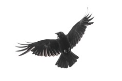 Detail Free Crow Images Nomer 41