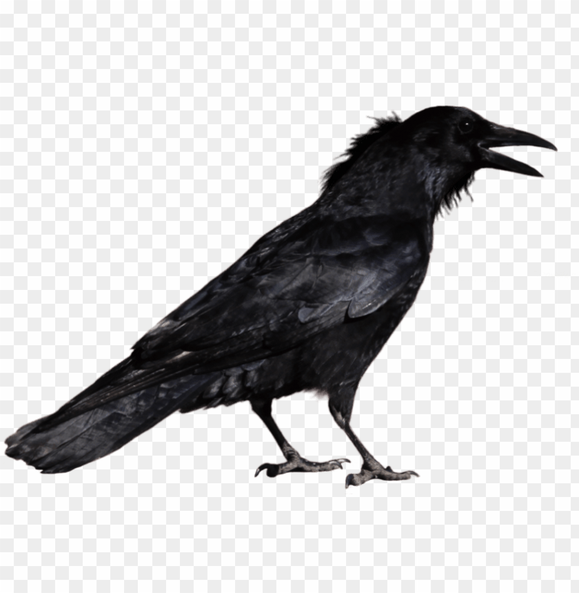 Detail Free Crow Images Nomer 53