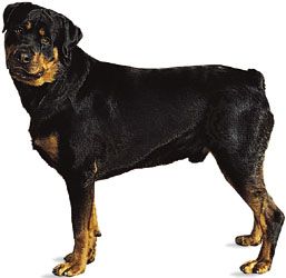 Detail Bilder Von Rottweiler Nomer 8