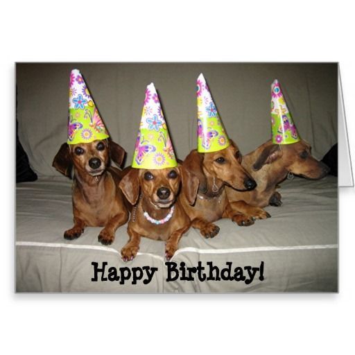 Detail Free Dachshund Birthday Images Nomer 12