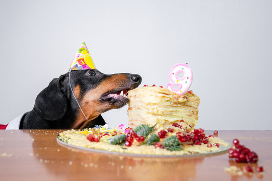 Detail Free Dachshund Birthday Images Nomer 13