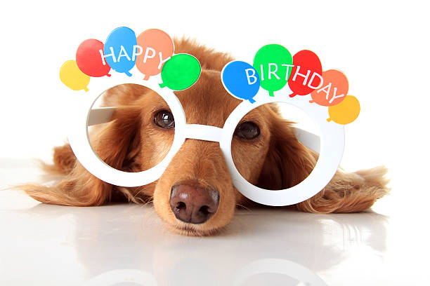 Detail Free Dachshund Birthday Images Nomer 3