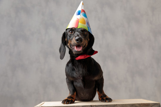 Detail Free Dachshund Birthday Images Nomer 19