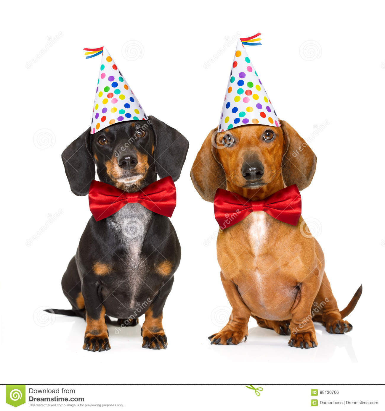 Detail Free Dachshund Birthday Images Nomer 30