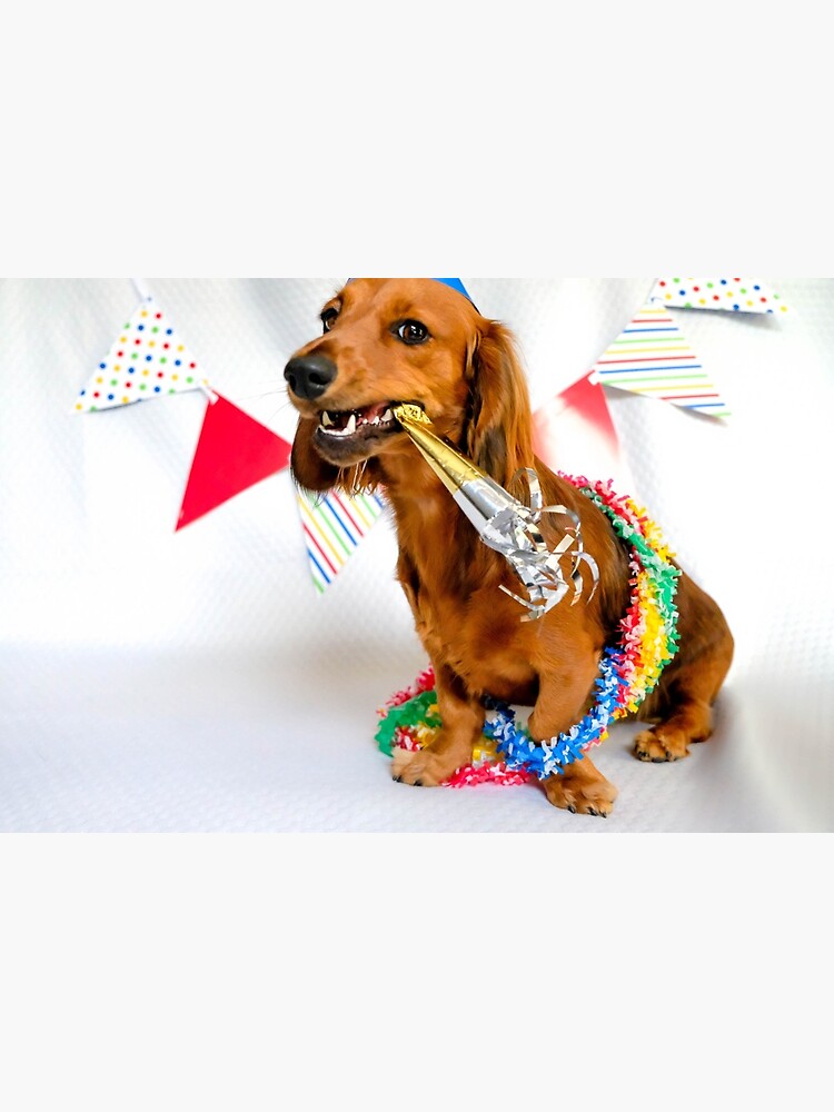 Detail Free Dachshund Birthday Images Nomer 39