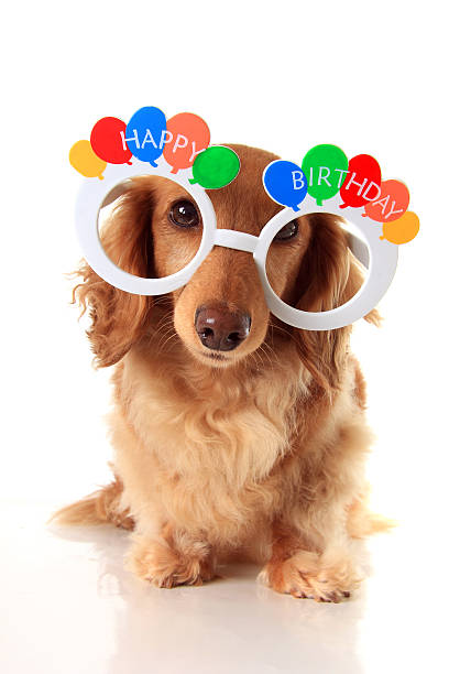 Detail Free Dachshund Birthday Images Nomer 53