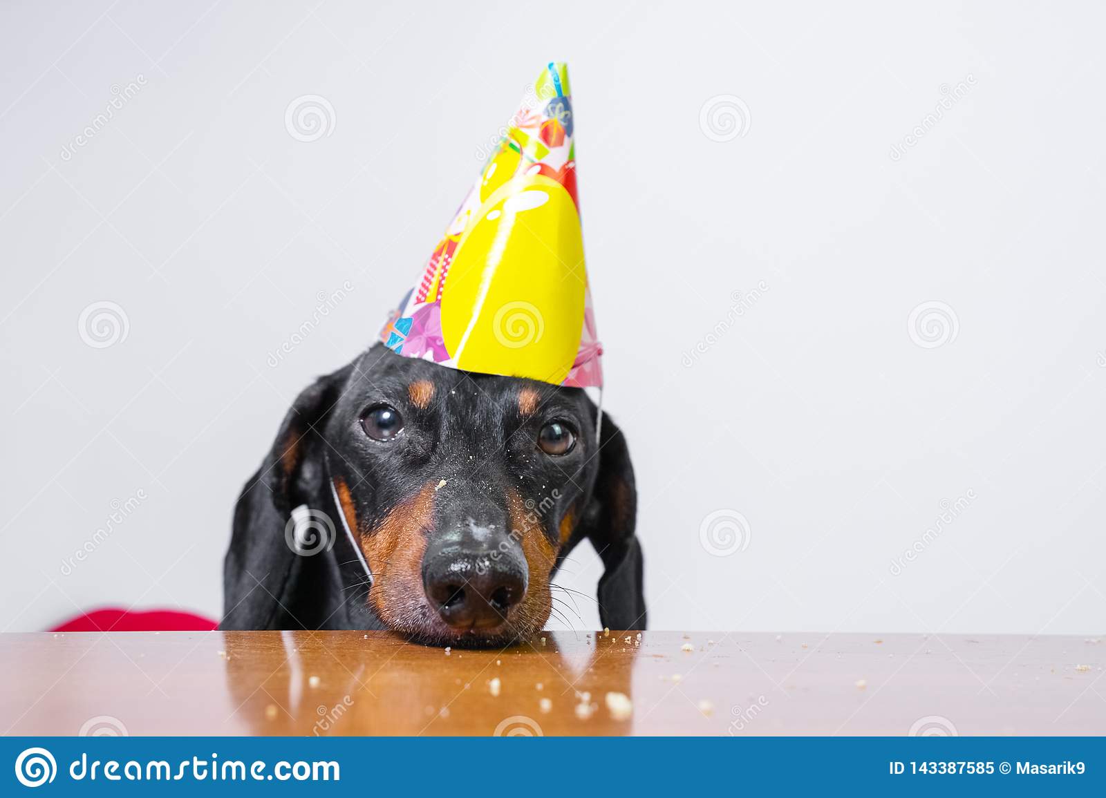 Detail Free Dachshund Birthday Images Nomer 7