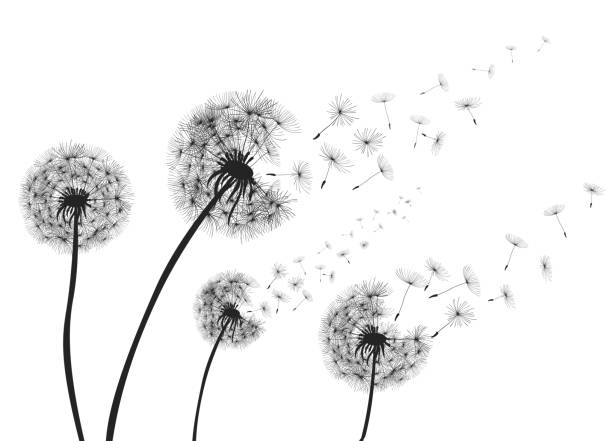 Detail Free Dandelion Clip Art Nomer 13
