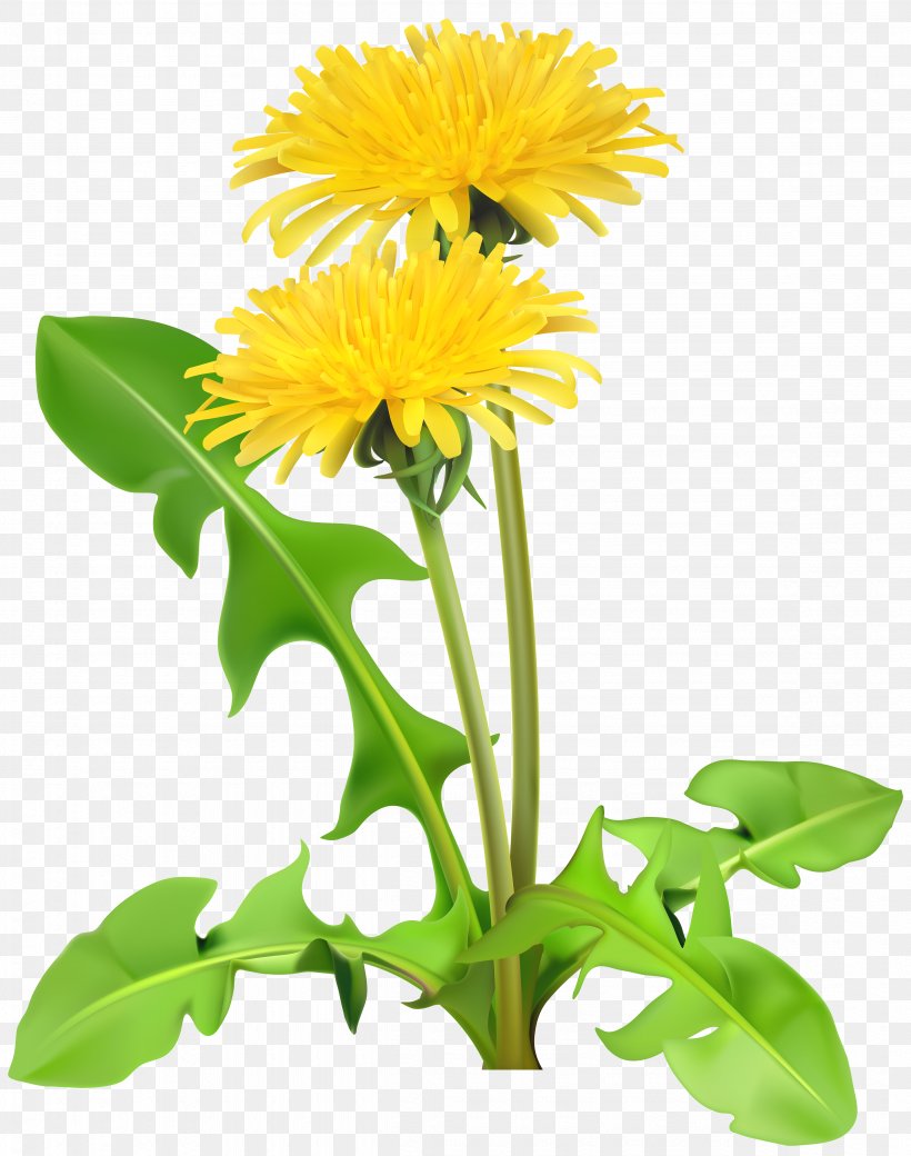 Detail Free Dandelion Clip Art Nomer 24