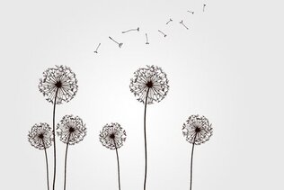 Detail Free Dandelion Clip Art Nomer 25
