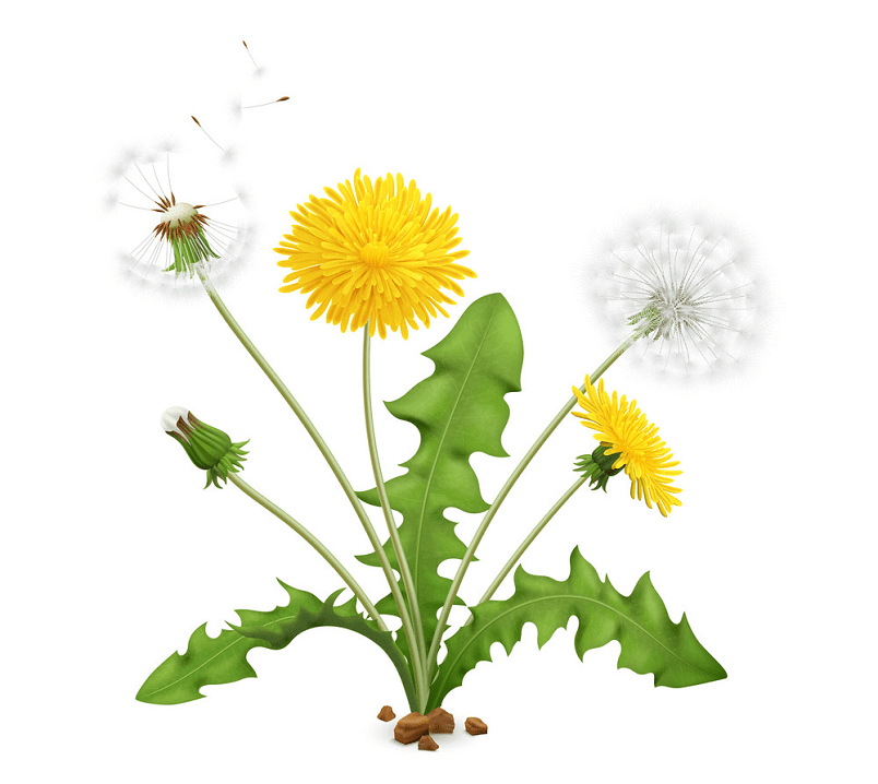 Detail Free Dandelion Clip Art Nomer 30