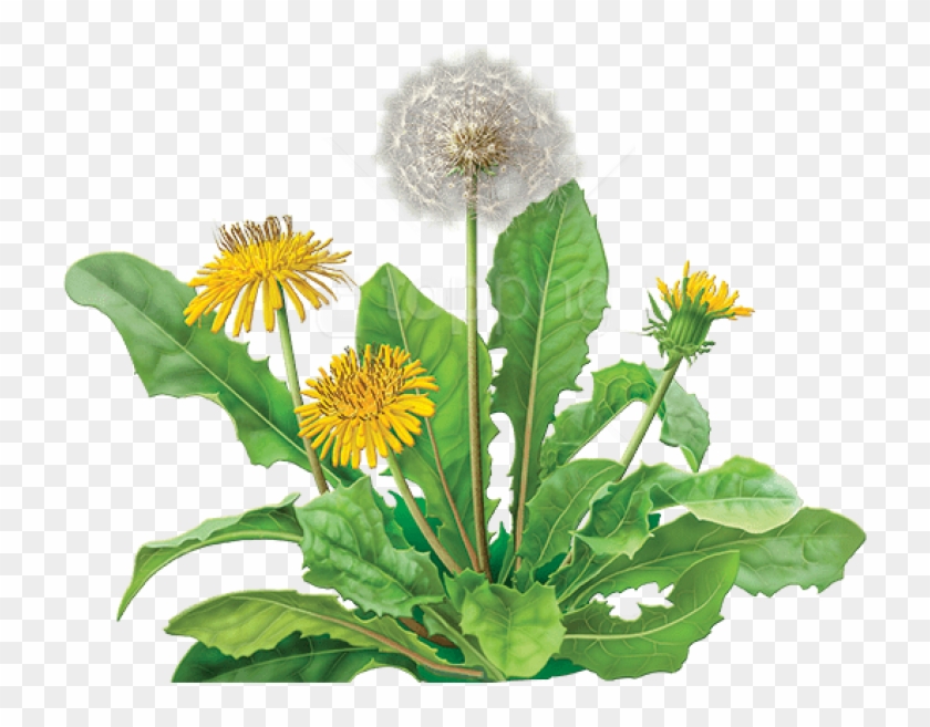 Detail Free Dandelion Clip Art Nomer 32