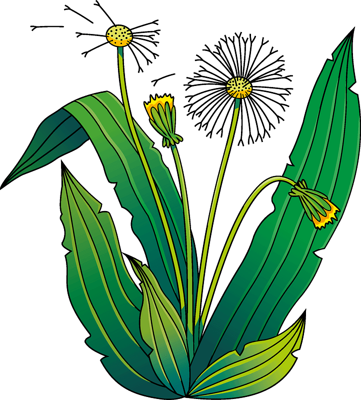 Detail Free Dandelion Clip Art Nomer 35