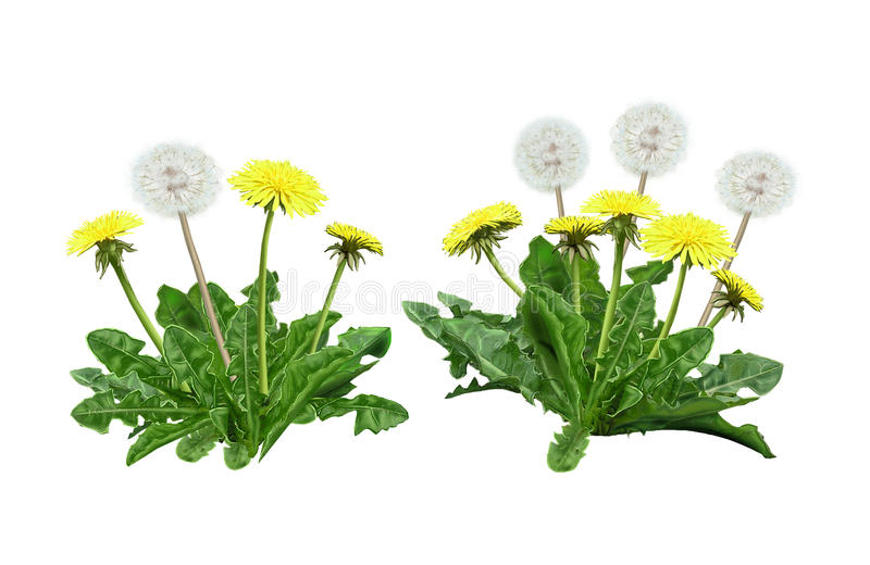 Detail Free Dandelion Clip Art Nomer 37