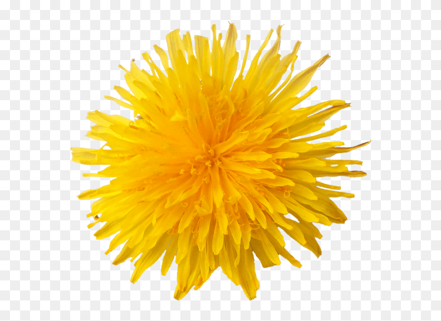 Detail Free Dandelion Clip Art Nomer 38