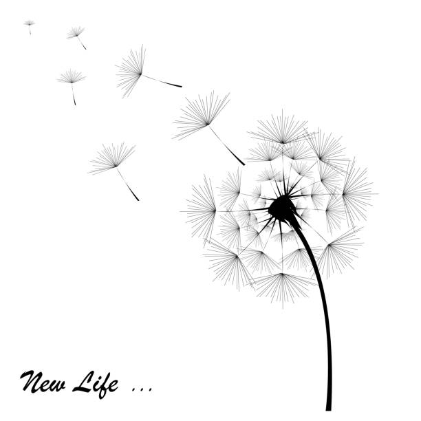 Detail Free Dandelion Clip Art Nomer 42