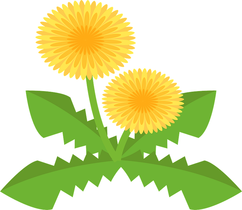 Detail Free Dandelion Clip Art Nomer 43