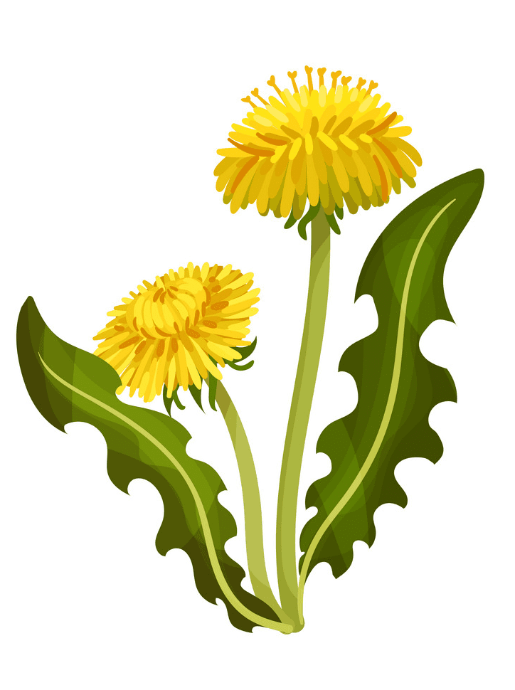 Detail Free Dandelion Clip Art Nomer 44