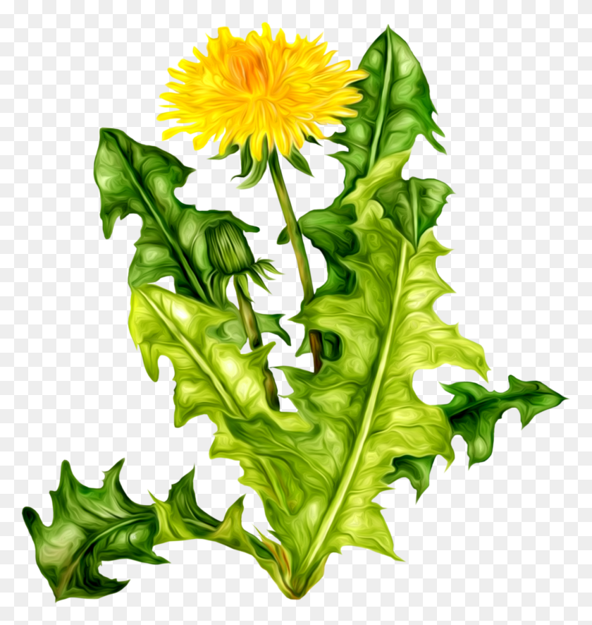 Detail Free Dandelion Clip Art Nomer 45