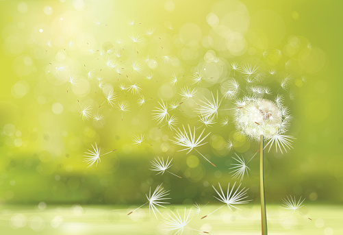 Detail Free Dandelion Clip Art Nomer 48