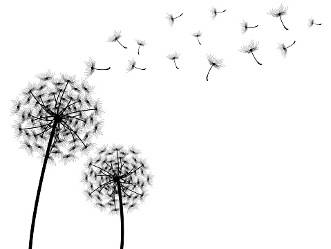 Detail Free Dandelion Clip Art Nomer 50