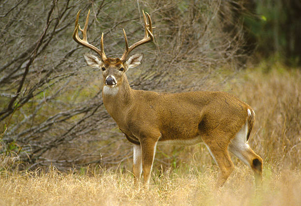 Detail Free Deer Pictures Nomer 11