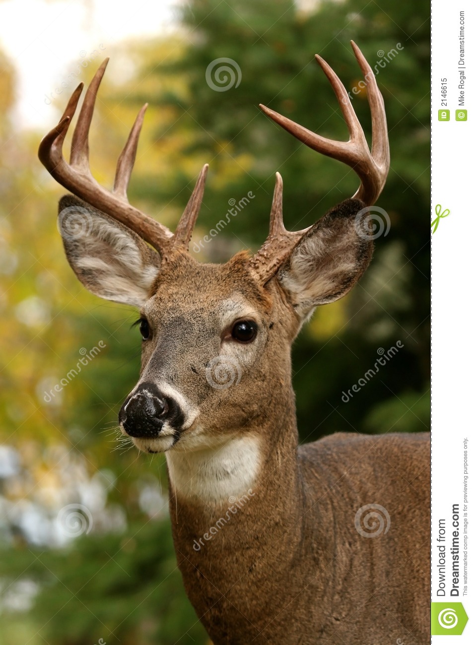 Detail Free Deer Pictures Nomer 26