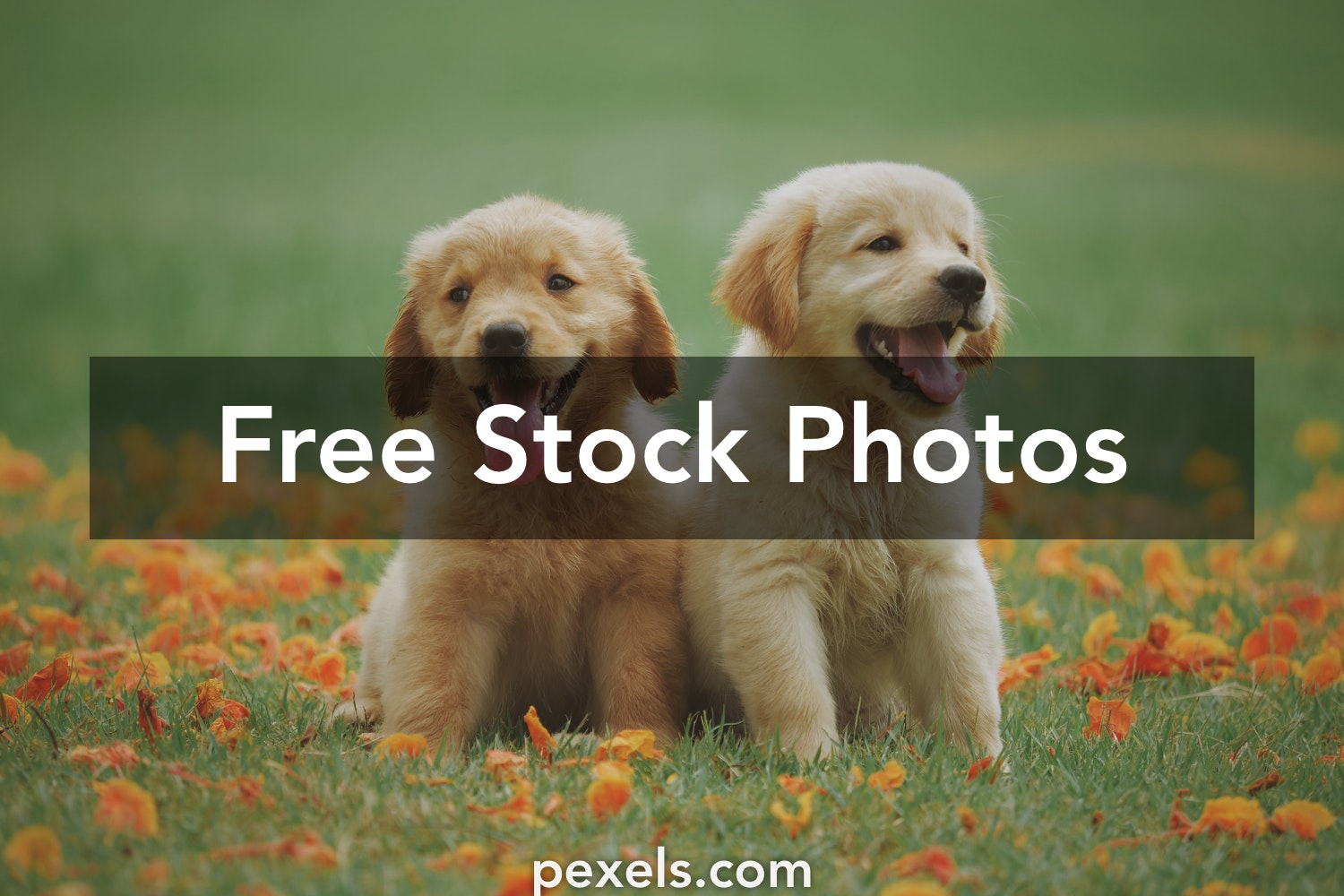 Detail Free Dog Pictures To Download Nomer 43