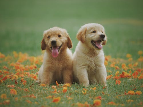 Free Dogs Images - KibrisPDR