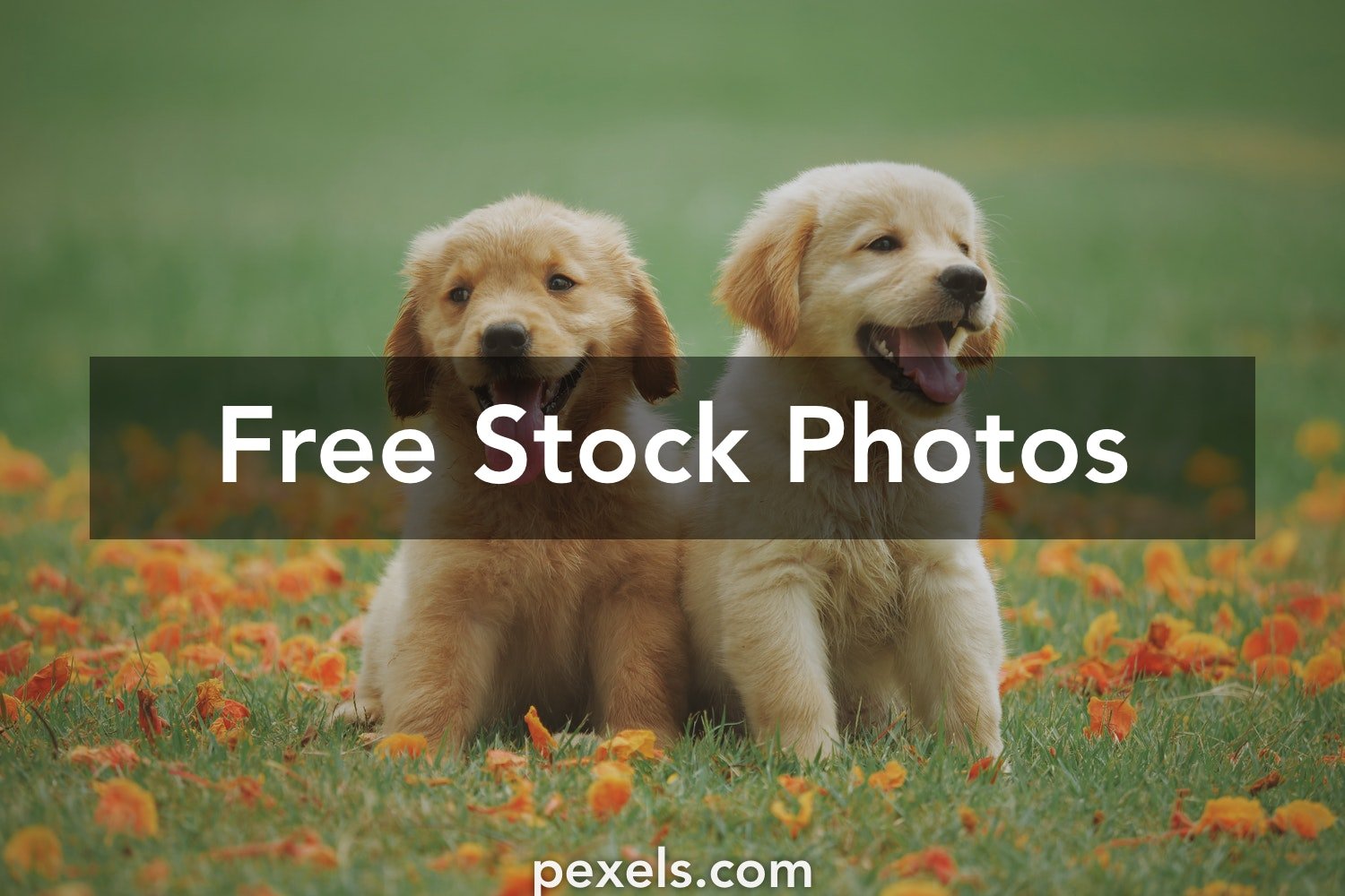 Detail Free Dogs Photos Nomer 45