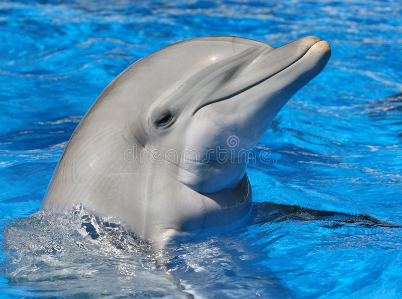 Detail Free Dolphin Images Nomer 21