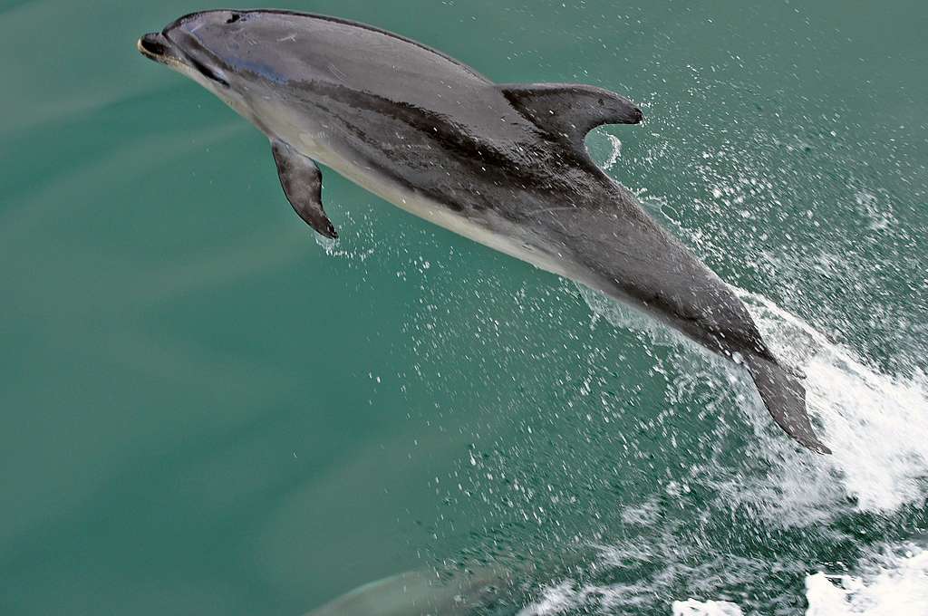 Detail Free Dolphin Images Nomer 38