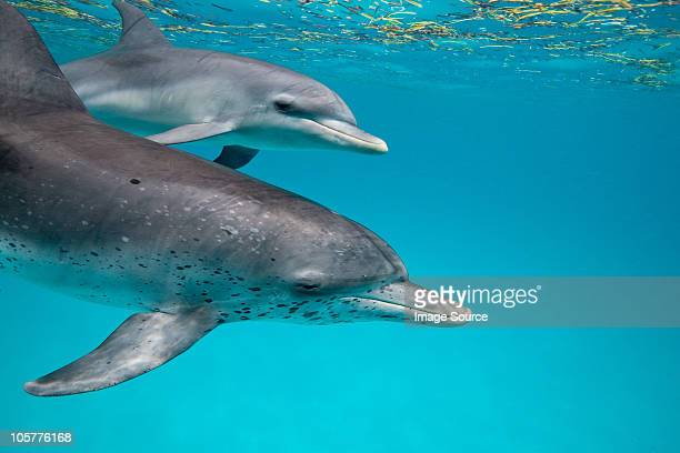 Detail Free Dolphin Images Nomer 43